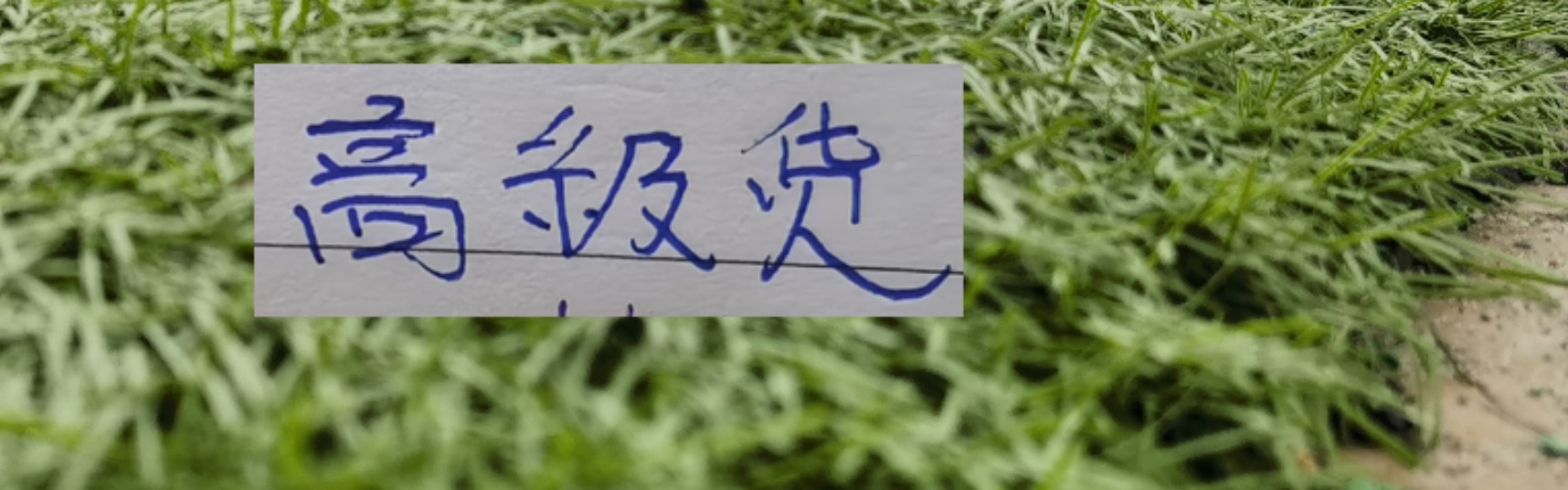 彩经网官网首页-中超前7轮五大宝藏引援！领头羊+有马莱莱大连 都成功捡漏
