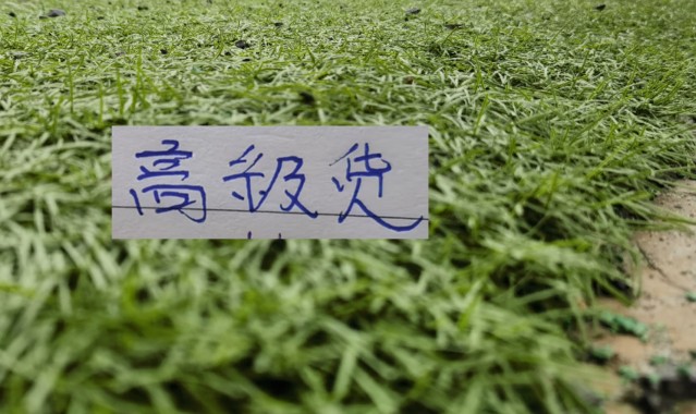 彩经网官网首页-中超前7轮五大宝藏引援！领头羊+有马莱莱大连 都成功捡漏